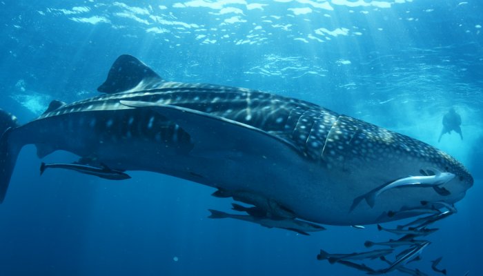 Sharks of Galapagos | Galapagos Unbound